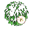 fuegos artificiales