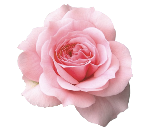 Huele a rosas